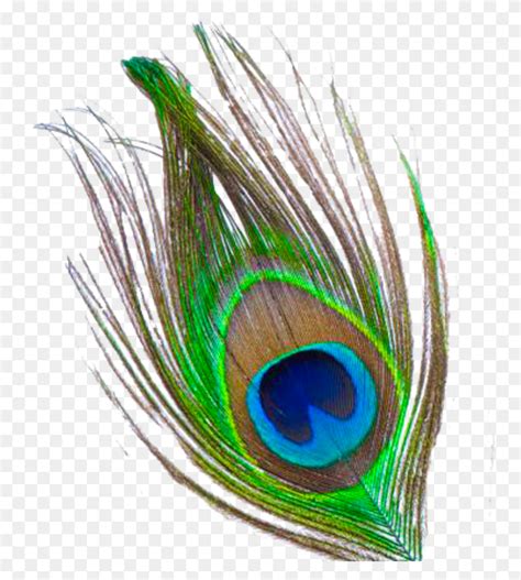 Flute Clipart Peacock Feather - Free Feather Clip Art - FlyClipart