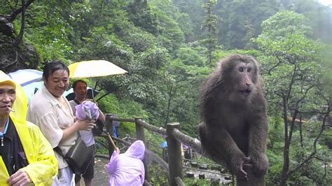 Wild monkey attacking tourists in Mt Emei, China HD - YouTube