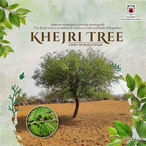 Khejri (Prosopis cineraria), the state tree of Rajasthan, is one of the most widespread tree ...