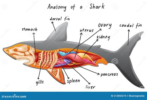 Anatomy of a shark stock vector. Illustration of biology - 212850274