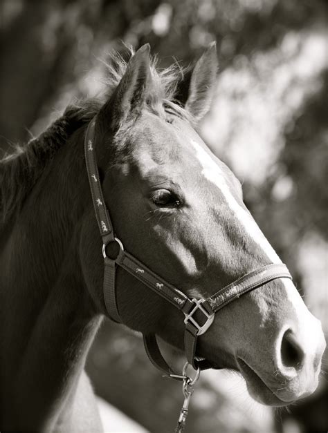 Cheval Blanc Et Noir / Images Gratuites : noir et blanc, la photographie, cheval ...