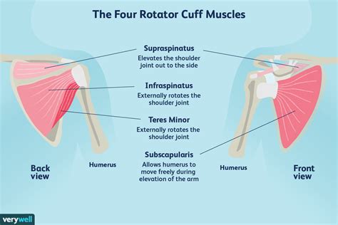 Rotator Cuff: What is it? — Heather Rivers RMT