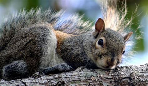 Why Do Squirrels Chase Each Other? | Live Science