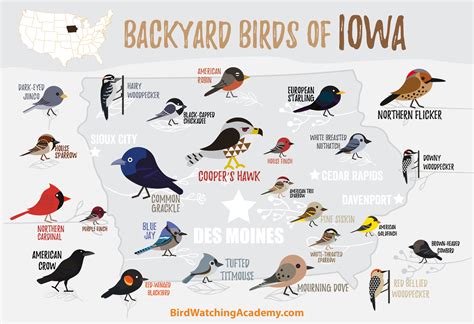 Backyard Birds of Iowa - Bird Watching Academy