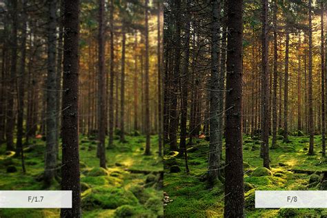 50 Forest Photography Tips for Better Forests Photos (+FREEBIES)