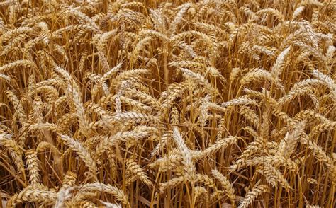 TCN | Wheat or chaff? Weighing the substance of Trump’s actions on ...