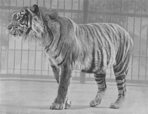 File:Java Tiger.jpg - Wikimedia Commons