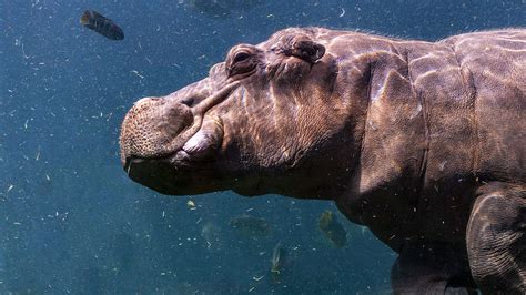 How Long Can Hippos Hold Their Breath Underwater? - A-Z Animals