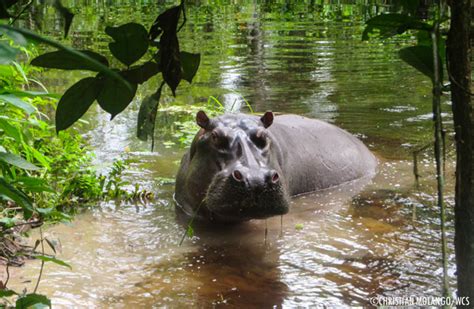 Rare sighting: hippos in the Congo rainforest - Africa Geographic