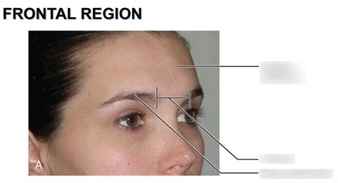 Frontal Region Diagram | Quizlet