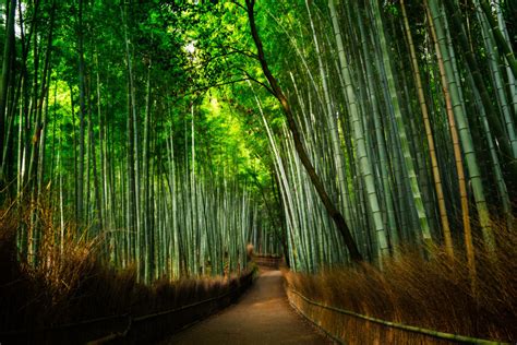 Bamboo Grove In Arashiyama — Scott Davenport Photography