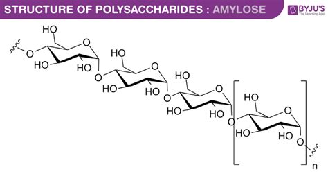 Polysaccharides | Polysaccharides Structure & Examples