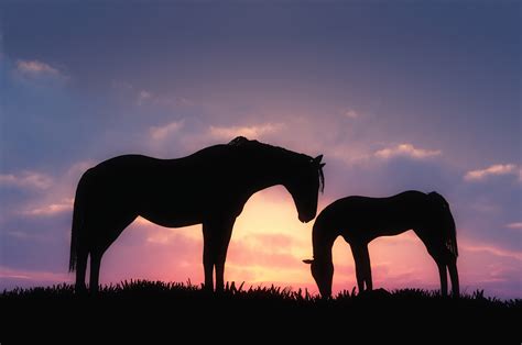 2560x1700 Horses Sunset Chromebook Pixel HD 4k Wallpapers, Images, Backgrounds, Photos and Pictures