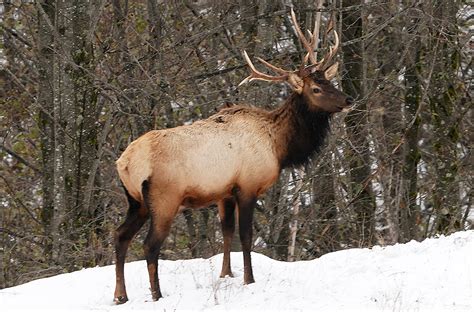 Study finds elk hoof disease may affect antlers – WSU Insider