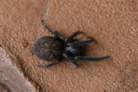 Badumna insignis (Black House Spider) - a photo on Flickriver