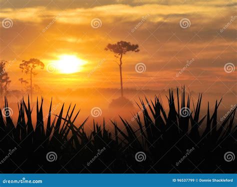 Sunrise Mist stock image. Image of landscape, sunset - 96537799