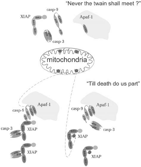 In the absence of a death stimulus, caspase-9 and caspase-3 are present... | Download Scientific ...