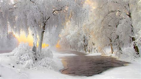 Frozen Trees Lake Winter Background HD Bing Wallpapers | HD Wallpapers ...