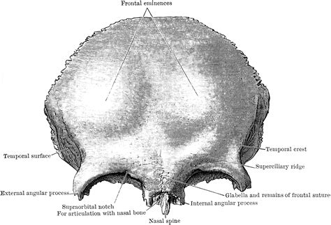 Anterior View of Frontal Bone | ClipArt ETC