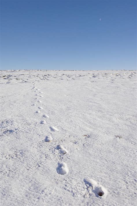 Footprints In Snow Photograph by Duncan Shaw - Pixels