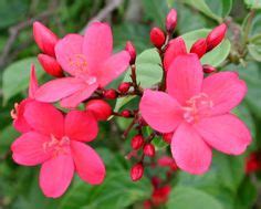 Flowers of Venezuela