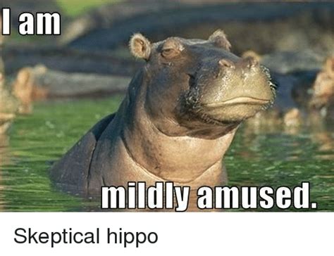 Time For Some Hippos! 15 Funny memes to make your Sunday better - I Can ...