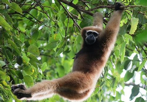 Historical Records Track Gibbon Decline - Conservation Articles & Blogs - CJ