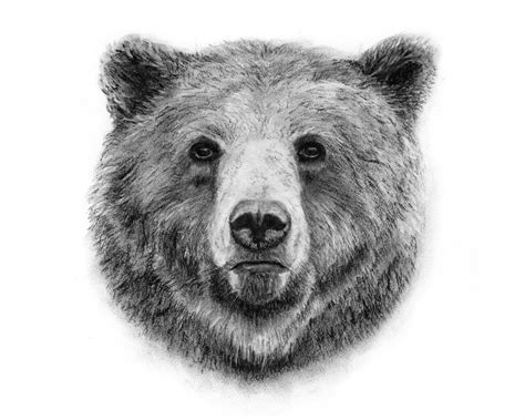 Grizzly Bear Charcoal Drawing GICLEE PRINT Animal Portrait