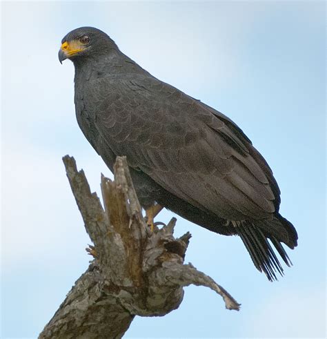 Great Black Hawk - Owen Deutsch Photography