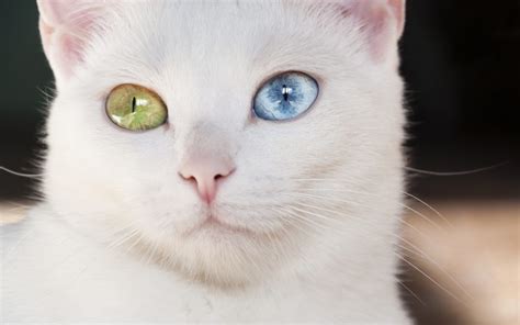 What is Heterochromia? | Valley Vision Clinic