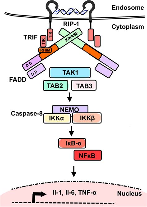 Endosomal TLR3-activation by dsRNA and TRIF-associated inflammatory... | Download Scientific Diagram