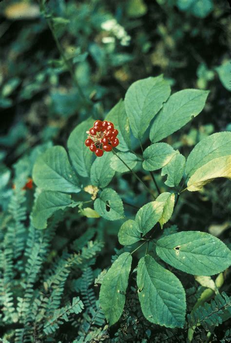 Free picture: ginseng, American, plant, panex, quinquefolius