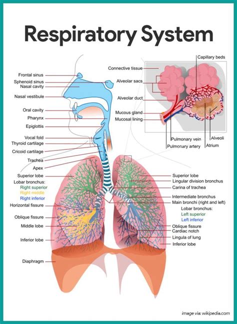 Respiratory System Anatomy and Physiology | Human respiratory system, Respiratory system anatomy ...