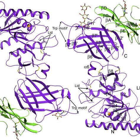 [PDF] Structure of the lipoprotein lipase–GPIHBP1 complex that mediates plasma triglyceride ...