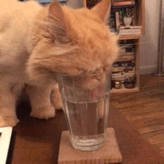 Cat Drinking GIF by Jess - Find & Share on GIPHY