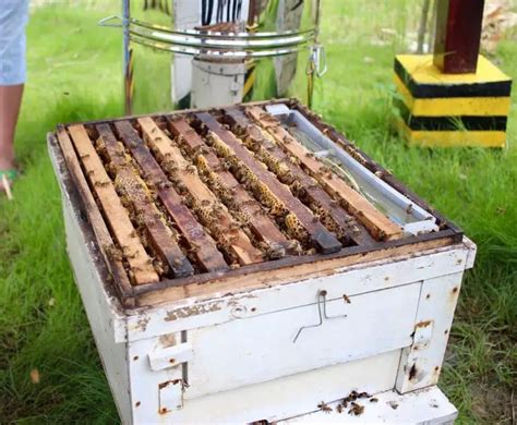 Guide to bee hive types - Learn the essential differences - Bees4life