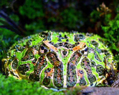 Argentine Horned Frog (Ceratophrys ornata) - Wiki; DISPLAY FULL IMAGE.