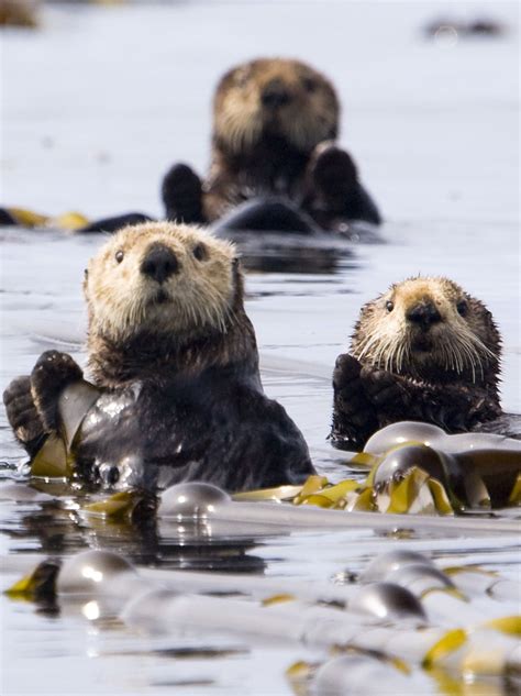 Sea otters, floating in the safety of the kelp beds. | Sea otter, Canadian wildlife, Otters