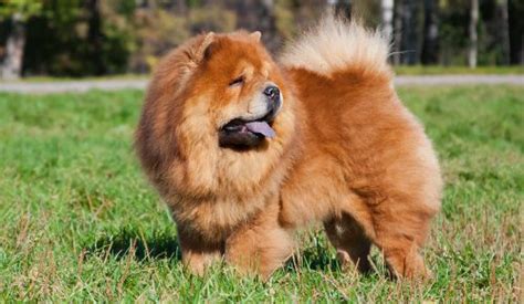 Chow Chow Mixes: 25 Different Chow Crossbreeds - K9 Web