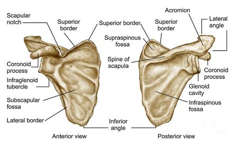 Scapula | Anatomy bones, Medical illustration, Scapula