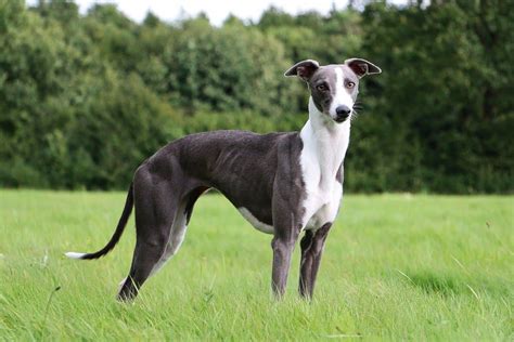 Whippet: Dog breed characteristics & care