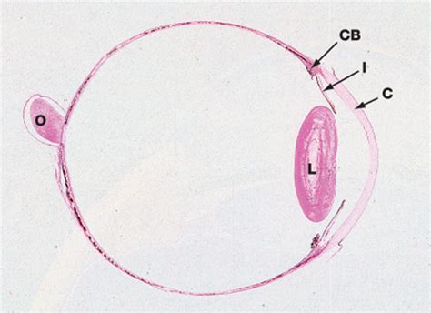 MBBS Medicine (Humanity First): Eye histology