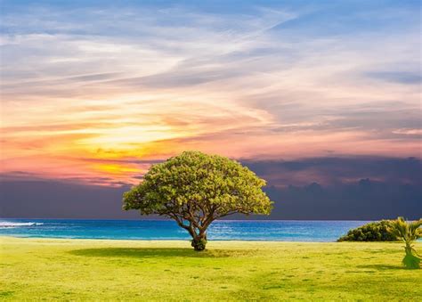 Tree Sea Grass · Free photo on Pixabay