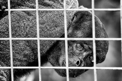 Grayscale Photo of Animal · Free Stock Photo