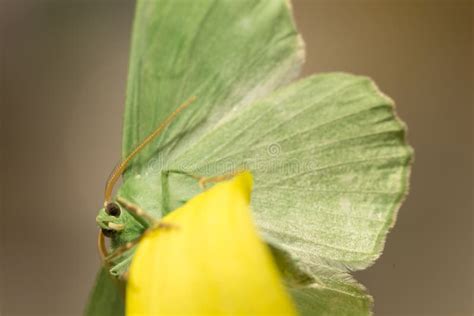 Large Emerald Moth in Big Detail, Geometra Papilionaria Stock Image - Image of detail, geometra ...