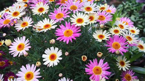 Argyranthemum frutescens (L.) Sch.-Bip profile - RayaGarden