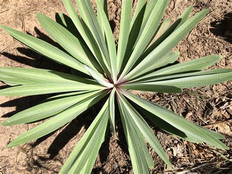 Free Images : leaf, flower, botany, flora, aloe, flowering plant, plant stem, land plant ...