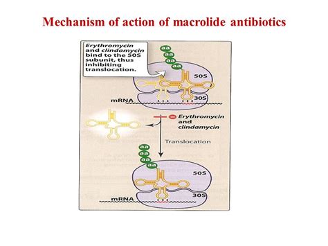 Common antibiotics mechanism of action