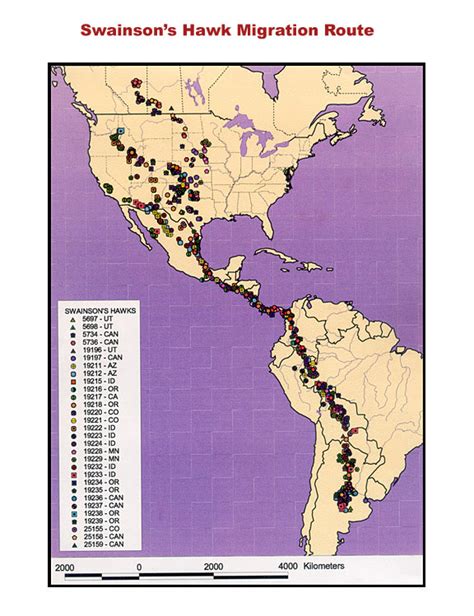 Swainson's Hawk Watch: Swainson's Hawk Migration Map