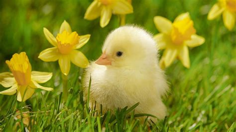 Cute Baby Animals Spring Wallpapers - Wallpaper Cave